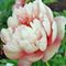 Пион Ито-гибрид 'Ройял Блаш' / Paeonia Itoh 'Royal Blush'
