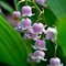Ландыш майский 'Розеа' / Convallaria majalis 'Rosea'