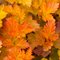 Пузыреплодник калинолистный 'Эмбер Джубили' / Physocarpus opulifolius 'Amber Jubilee'