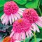 Эхинацея 'Пинк Дабл Дилайт' / Echinacea 'Pink Double Delight'