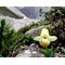 Башмачок желтый /  Cypripedium flavum