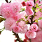 Вишня  'Пинк Перфекшн' / Prunus serrulata 'Pink Perfection'