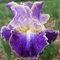 Ирис бородатый 'Мунлит Уотер' / Iris barbatus 'Moonlit Water'