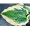 Хоста 'Пайот Найт Куин' / Hosta hybride 'Payot Night Queen'