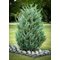 Можжевельник 'Мунглоу' / Juniperus 'Moonglow'
