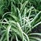 Лилейник фульва 'Кванцо Вариегата' / Hemerocallis fulva 'Kwanzo Variegata'