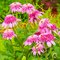 Эхинацея 'Пинк Дабл Дилайт' / Echinacea 'Pink Double Delight'