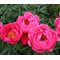 Пион 'Цитерея' /  Paeonia lactiflora 'Cytherea'