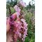 Дербенник иволистный 'Блаш' / Lythrum salicaria 'Blush'