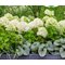 Гортензия метельчатая 'Литл Спуки' / Hydrangea paniculata 'Little Spooky'