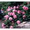 Штамбовая роза Д. Остина 'Мэри Роуз ' / Mary Rose, D.Austin