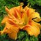 Лилейник фульва 'Кванцо Вариегата' / Hemerocallis fulva 'Kwanzo Variegata'