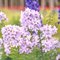 Колокольчик молочноцветковый 'Лоддон Энн' / Campanula lactiflora 'Loddon Anne'