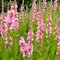 Дербенник иволистный 'Блаш' / Lythrum salicaria 'Blush'