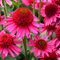 Эхинацея 'Делишиз Кэнди' / Echinacea 'Delicious Candy'