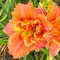 Лилейник 'Конго Корал' / Hemerocallis 'Congo Coral'
