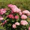Гортензия древовидная Пинк Аннабель  /  Hydrangea  arb. Pink Annabelle