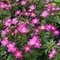 Анемона 'Спринг Бьюти Пинк' / Anemone mult. 'Spring Beauty Pink'