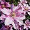 Клематис 'Изабелла' / Clematis 'Isabella'