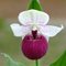 Башмачок Вики'c Дилайт / Cypripedium Vicky's Delight, Garden Orchid
