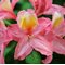 Рододендрон листопадный 'Пинк Делайт' / Rhododendron luteum 'Pink Delight'