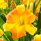 Лилейник 'Эври Дейлили Панч Еллоу' / Hemerocallis 'EveryDaylily Punch Yellow'
