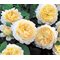 Штамбовая роза Д. Остина 'Крокус Роуз' / Crocus Rose / Emanuel, D. Austin