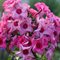 Флокс метельчатый 'Уральские сказы' / Phlox 'Fairytail of Ural'