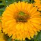 Эхинацея 'Сансикерс Голден Сан' / Echinacea 'Sunseekers Golden Sun'