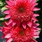 Эхинацея 'Гидди Пинк' / Echinacea 'Giddy Pink'