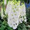 Дельфиниум 'Галахад' / Delphinium 'Galahad'
