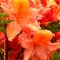 Рододендрон листопадный 'Букет де Флор' / Rhododendron luteum 'Bouquet De Flore'