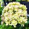 Гортензия метельчатая 'Мечта Лесково' / Hydrangea paniculata 'Mechta Leskovo'