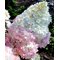 Гортензия метельчатая 'Мэджикал Эндс' / Hydrangea paniculata 'Magical Andes'