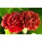 Примула ушковая 'Стромболи' / Primula auricula 'Stromboli'