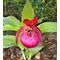 Башмачок крупноцветковый / Cypripedium macranthos
