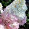 Гортензия метельчатая 'Мэджикал Эндс' / Hydrangea paniculata 'Magical Andes'