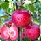 Яблоня красномякотная Байя Мариса / Malus Baya Marisa