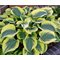 Хоста 'Бродвэй' / Hosta 'Broadway'