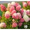 Гортензия метельчатая 'Тач оф Пинк' / Hydrangea paniculata 'Touch of Pink®'