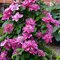 Клематис 'Май Бьюти' / Clematis 'My Beauty'