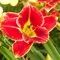 Лилейник 'Файер энд Фог' / Hemerocallis 'Fire and Fog'