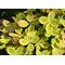 Гортензия метельчатая 'Пастельгрин' / Hydrangea paniculata 'Pastelgreen'