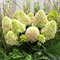 Гортензия метельчатая 'Литл Фреско' / Hydrangea paniculata 'Little Fresco'