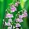 Ландыш майский 'Розеа' / Convallaria majalis 'Rosea'