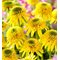 Эхинацея 'Эксцентрик Еллоу' / Echinacea 'Eccentric Yellow'