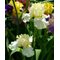 Ирис бородатый 'Девоншир Крим' / Iris barbatus 'Devonshire Cream'