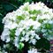 Гортензия древовидная Хайес Старберст / Hydrangea arb. Hayes  Starburst