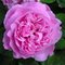 Штамбовая роза Д. Остина 'Мэри Роуз ' / Mary Rose, D.Austin