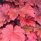 Гейхера 'Блади Дайнозавр' / Heuchera 'Bloody Dinozavr'